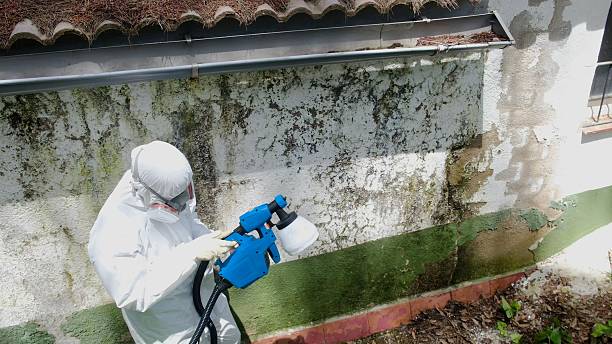 Trusted Crawl Space Mold Removal service in Rockton, IL - Cheap Mold Removal